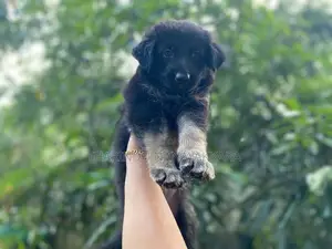 Germansheprd puppy
