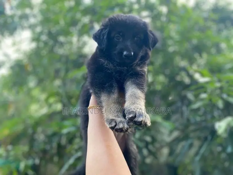 Germansheprd puppy