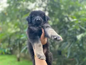 Germansheprd puppy