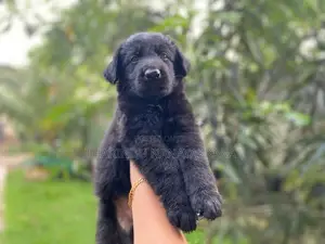 Germansheprd puppy