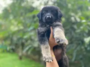 Germansheprd puppy