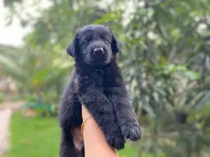 Germansheprd puppy