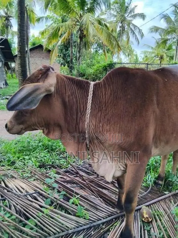 Sahiwal Cow