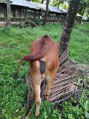 Sahiwal Cow