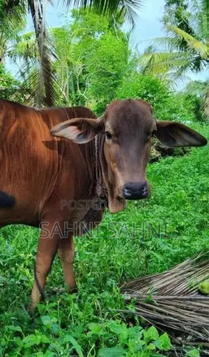Sahiwal Cow