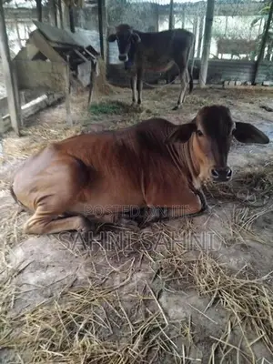 Sahiwal Cow