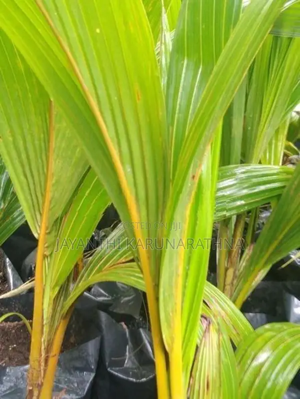 පොල් පැල