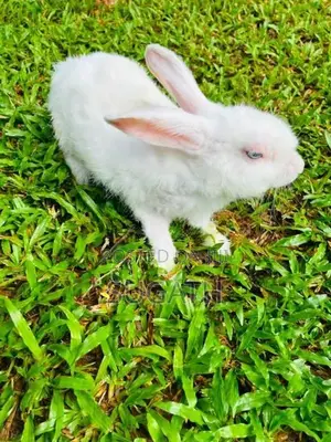 මව් හාවන්