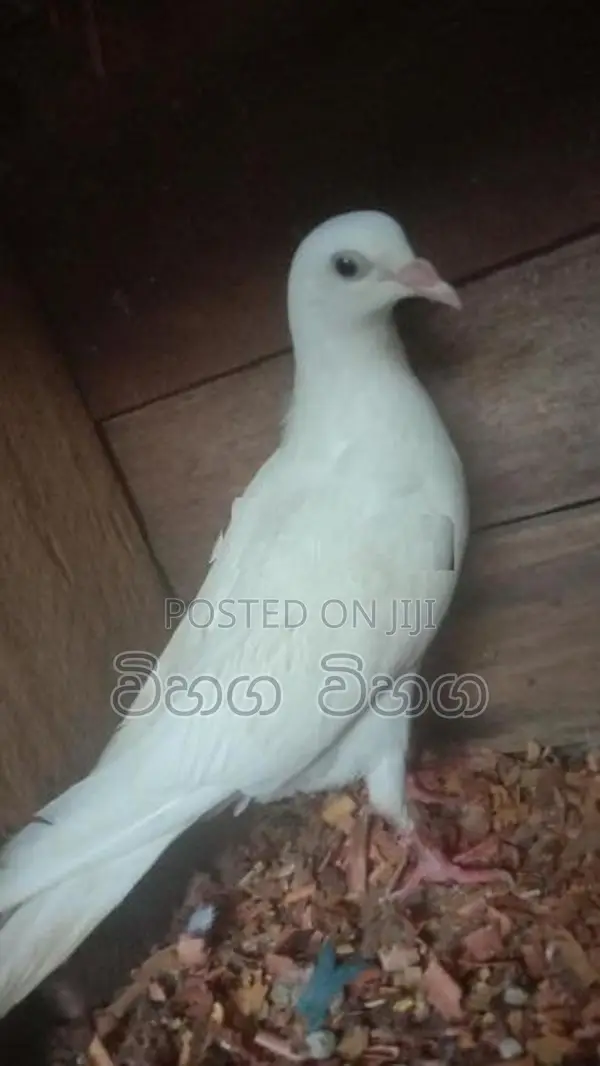 පරවියන්