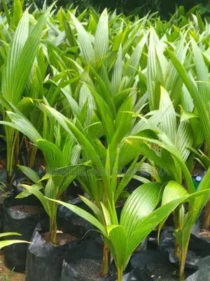 පොල් පැල