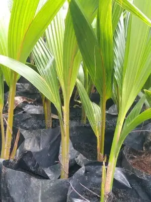 පොල් පැල