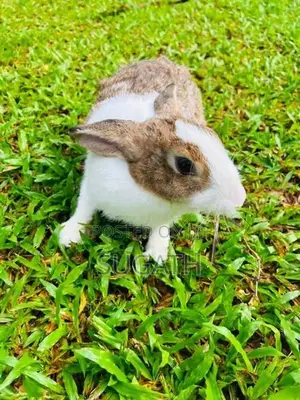 මව් හාවන්