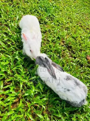 මව් හාවන්