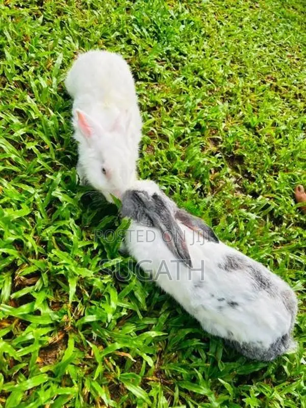 මව් හාවන්
