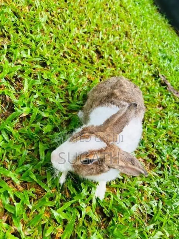 මව් හාවන්