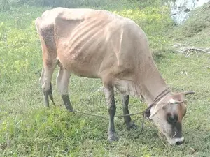 Female Cow