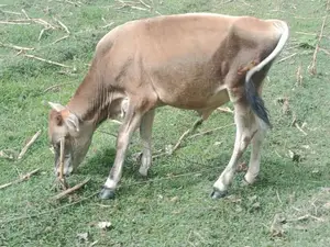 Female Cow