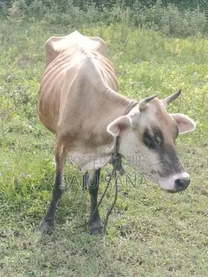 Female Cow