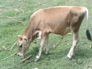 Female Cow