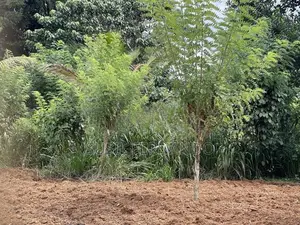 80 P Residential Land for Sale Gonapola