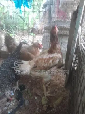 ගම් කිකිළියන්