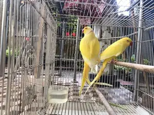 Indian Ringneck Yellow