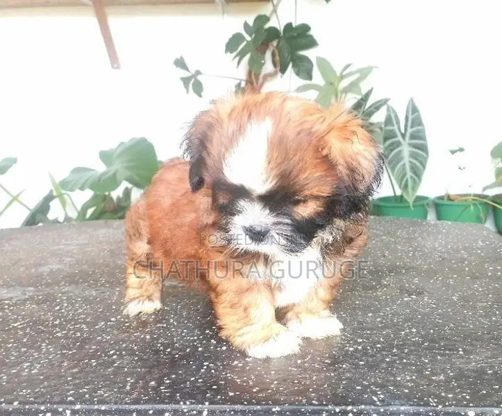 Shih Tzu Puppy