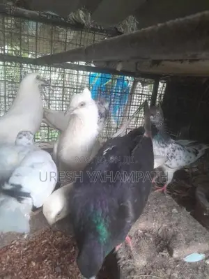 Pigeons