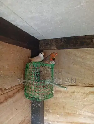 Finch Birds