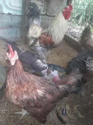 ගම් කිකිළියන්