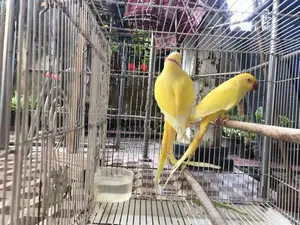 Indian Ringneck Yellow