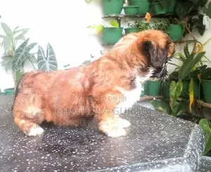 Shih Tzu Puppy