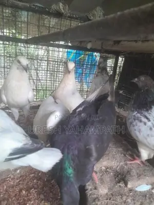 Pigeons