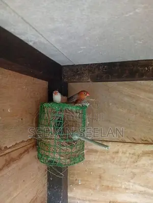 Finch Birds