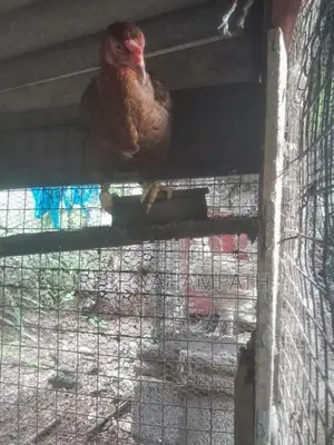 ගම් කිකිළියන්