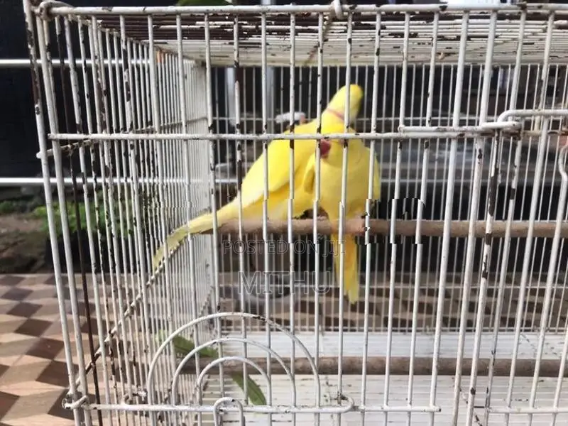 Indian Ringneck Yellow