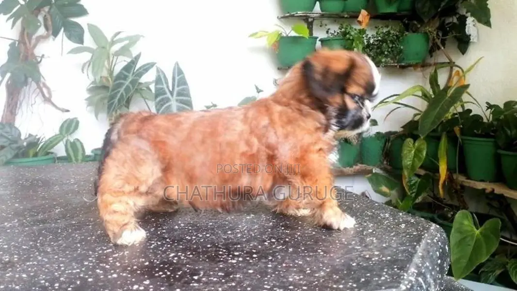 Shih Tzu Puppy