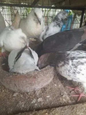 Pigeons