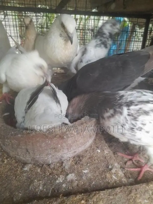 Pigeons