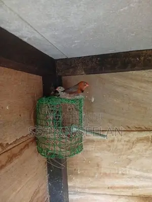 Finch Birds