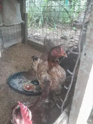 ගම් කිකිළියන්