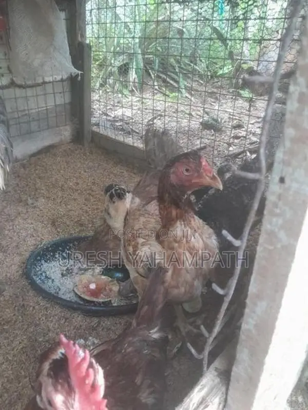 ගම් කිකිළියන්