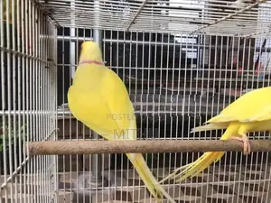 Indian Ringneck Yellow