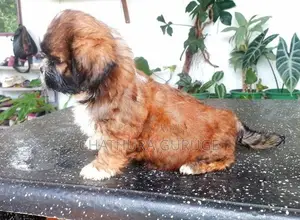 Shih Tzu Puppy