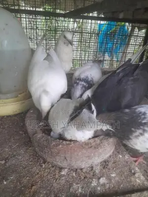 Pigeons