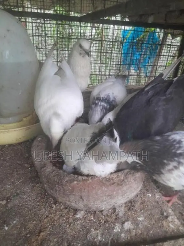 Pigeons
