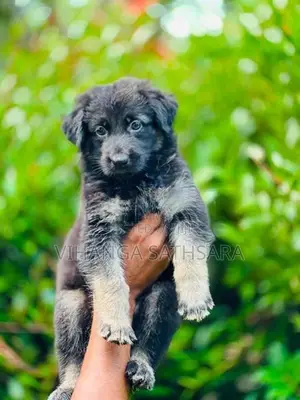 German Shepherd Puppy
