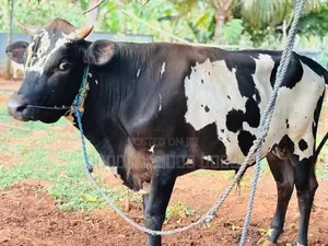 நாம்பன் மாடு