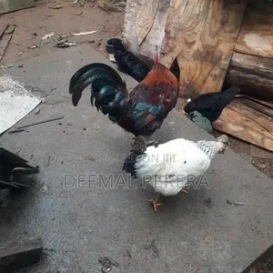 Hens and Roosters