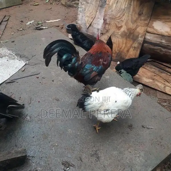 Hens and Roosters